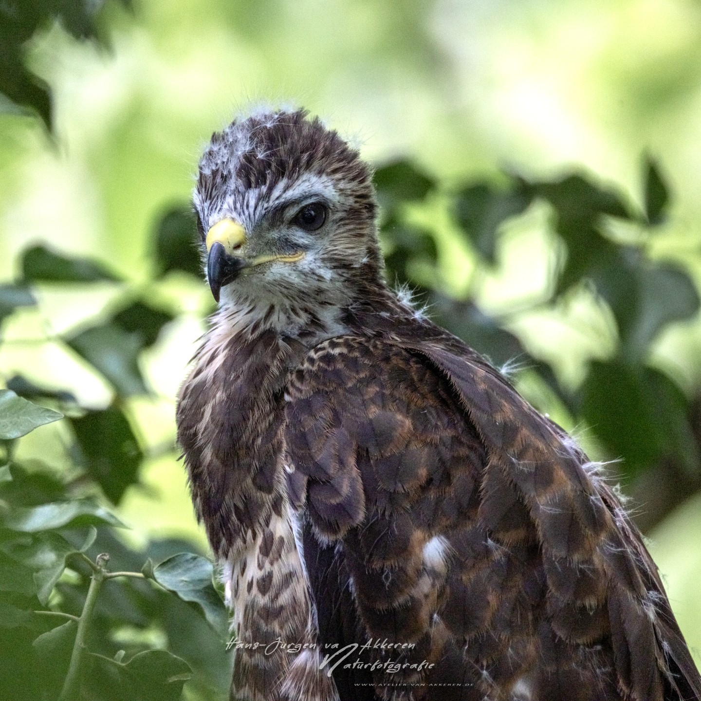 309A9776 Mausebussard Jungvogel